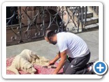 076 CANE DI SABBIA